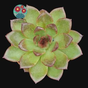 Echeveria "Chocolate mousse"