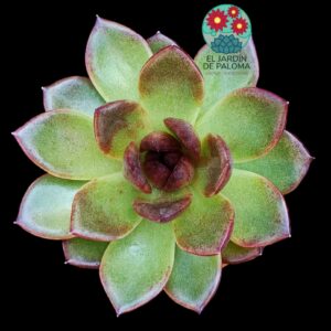 Echeveria Black rose