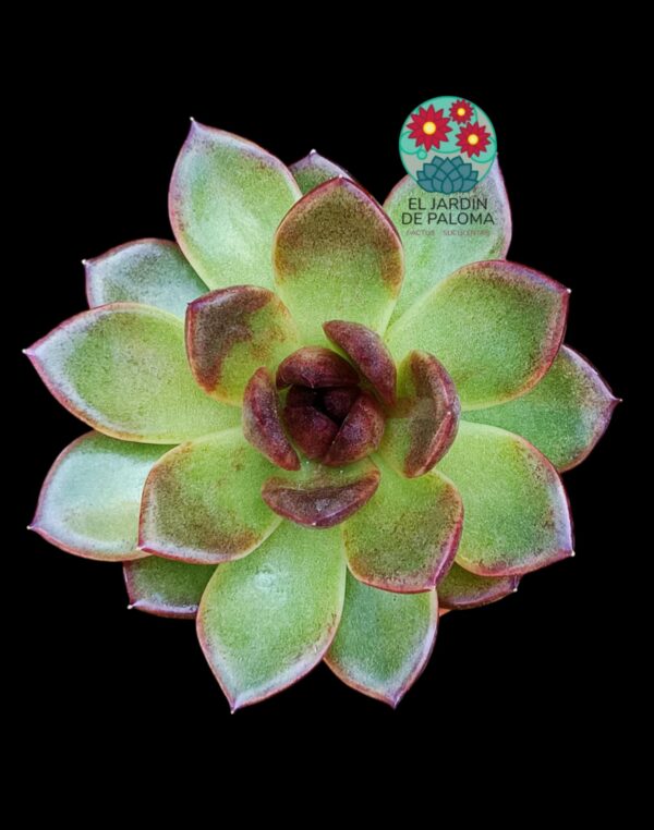 Echeveria Black rose