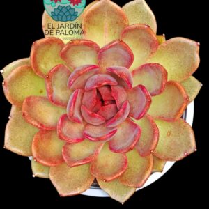 Echeveria "Chocolate mousse" (maceta grande)