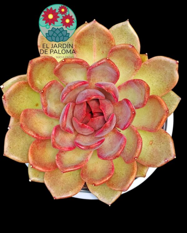 Echeveria "Chocolate mousse" (maceta grande)