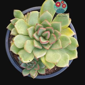 Echeveria Agavoides "Christmas" bouquet