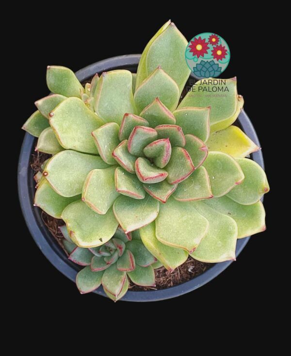 Echeveria Agavoides "Christmas" bouquet