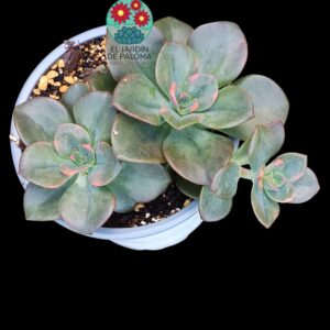 Echeveria Chroma doble roseta (buen tamaño)