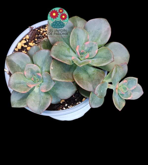 Echeveria Chroma doble roseta (buen tamaño)