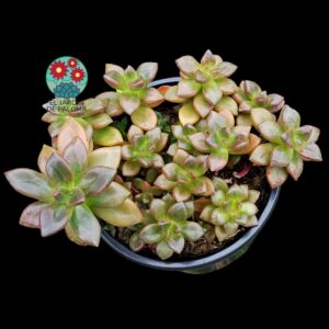 Echeveria Compressicaulis