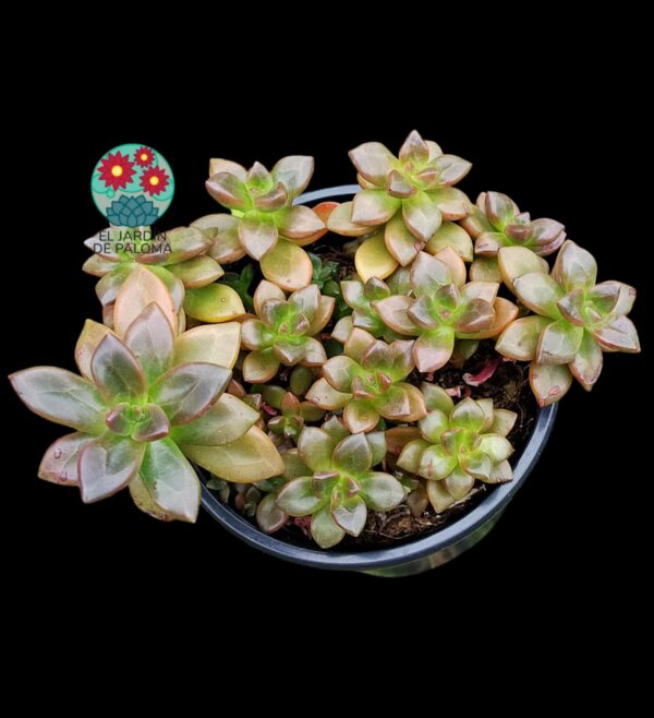Echeveria Compressicaulis
