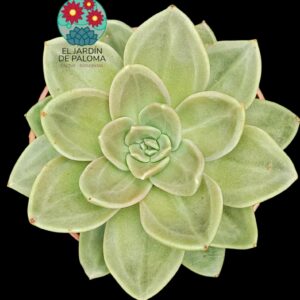 Echeveria "Concrete jungle"
