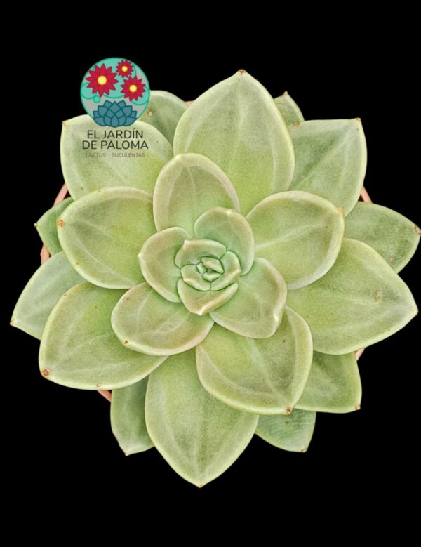 Echeveria "Concrete jungle"