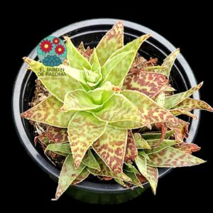 Crassula Alba
