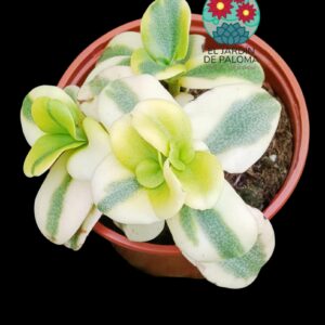 Crassula Multivava variegata
