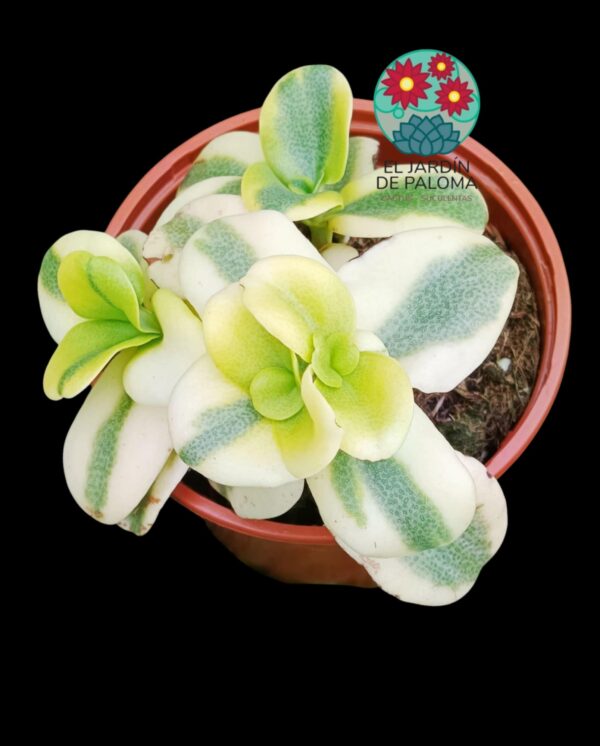 Crassula Multivava variegata