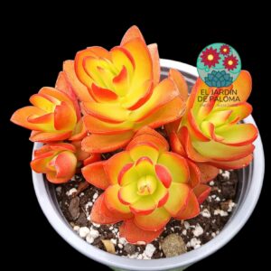 Crassula capitella (buen tamaño)