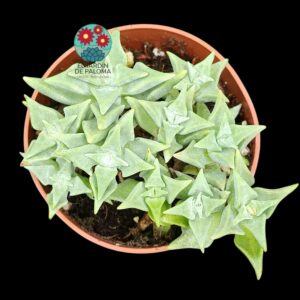 Crassula deltoides