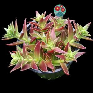 Crassula capitella "Red pagoda"