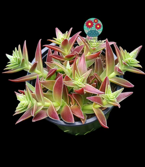 Crassula capitella "Red pagoda"