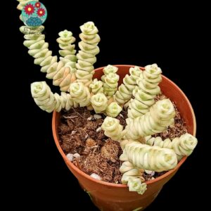 Crassula marneriana variegata