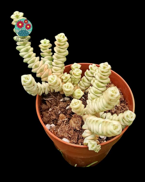 Crassula marneriana variegata
