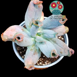 Echeveria Culibra