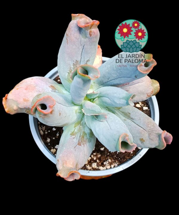 Echeveria Culibra