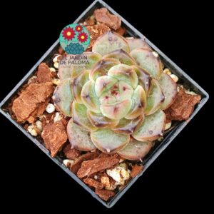 Echeveria Starlight Jenny (importación)