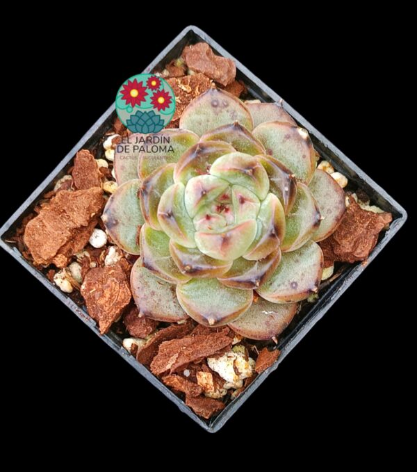 Echeveria Starlight Jenny (importación)