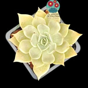 Echeveria cuspidata"Santa Ana"