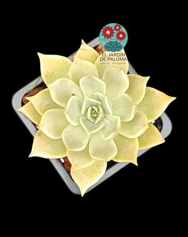 Echeveria cuspidata"Santa Ana"
