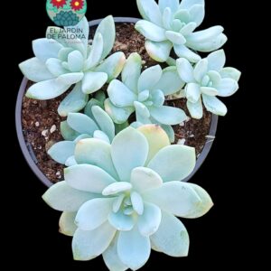 Echeveria Laui x monroe (maceta grande)