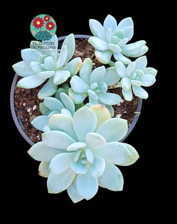 Echeveria Laui x monroe (maceta grande)
