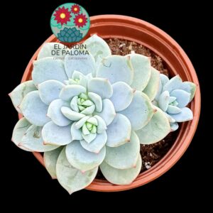 Echeveria Delulu