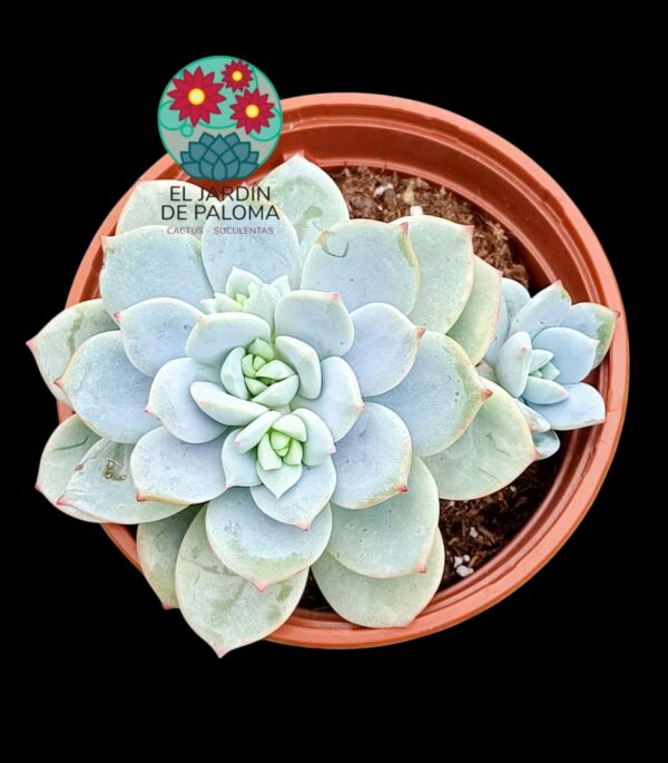 Echeveria Delulu