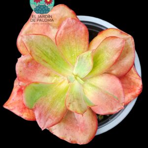 Echeveria Diamond state variegata