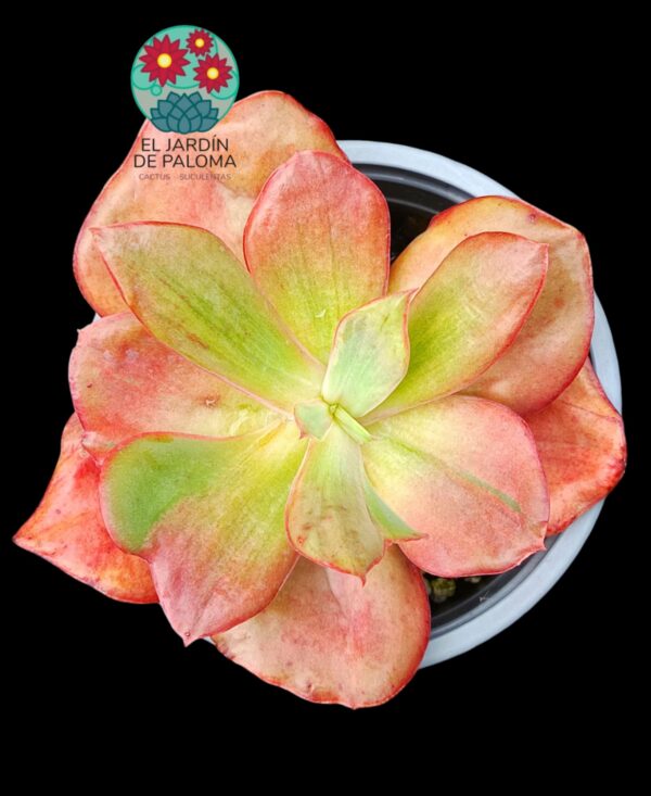 Echeveria Diamond state variegata