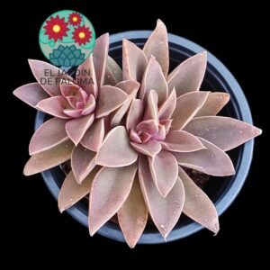 Echeveria Diffractens con hijo