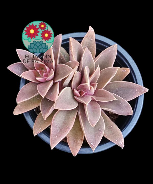 Echeveria Diffractens con hijo