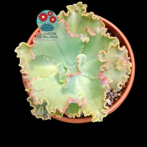 Echeveria Dorothy (tamaño muy grande)