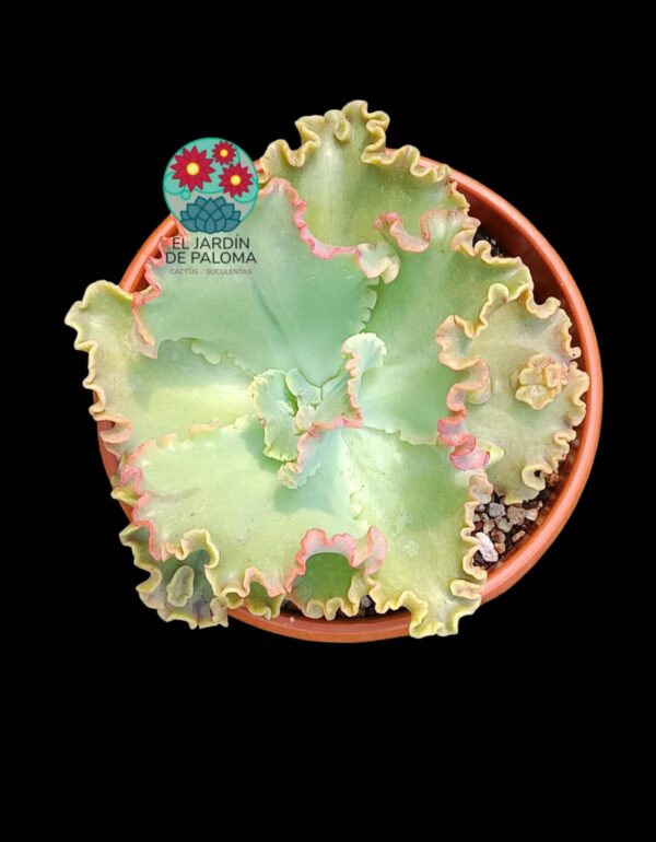 Echeveria Dorothy (tamaño muy grande)