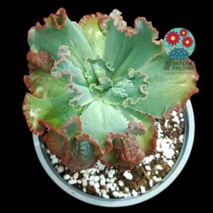 Echeveria Dragon queen (hibrido gibbiflora)