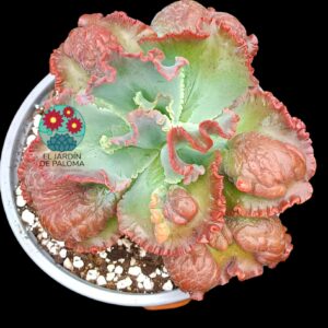 Echeveria Dragon queen