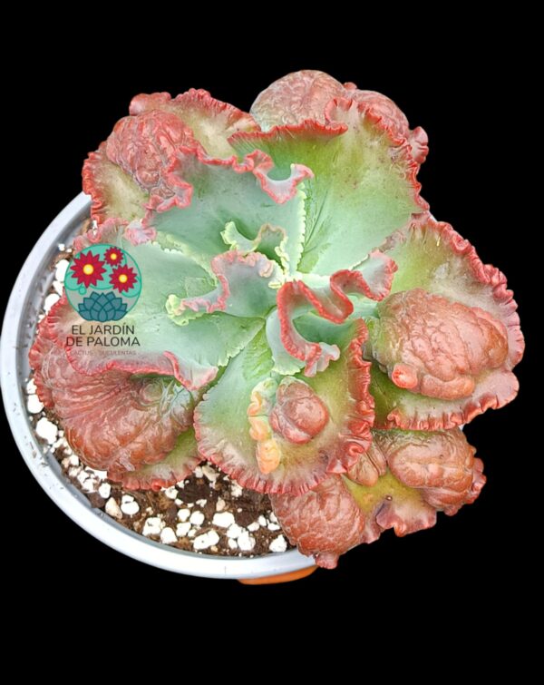 Echeveria Dragon queen