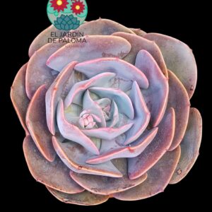 Echeveria Dusty rose