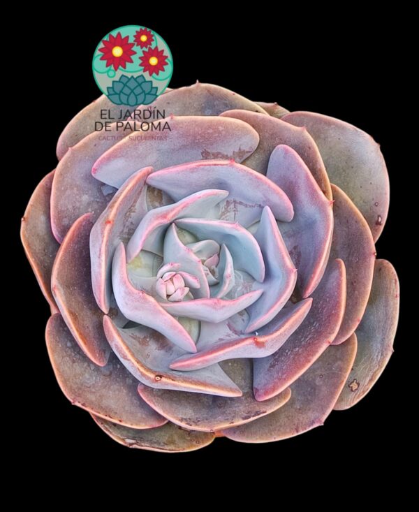 Echeveria Dusty rose