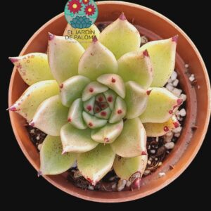 Echeveria "Ebony x cuspidata"