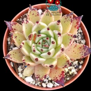 Echeveria "Ebony x cuspidata"