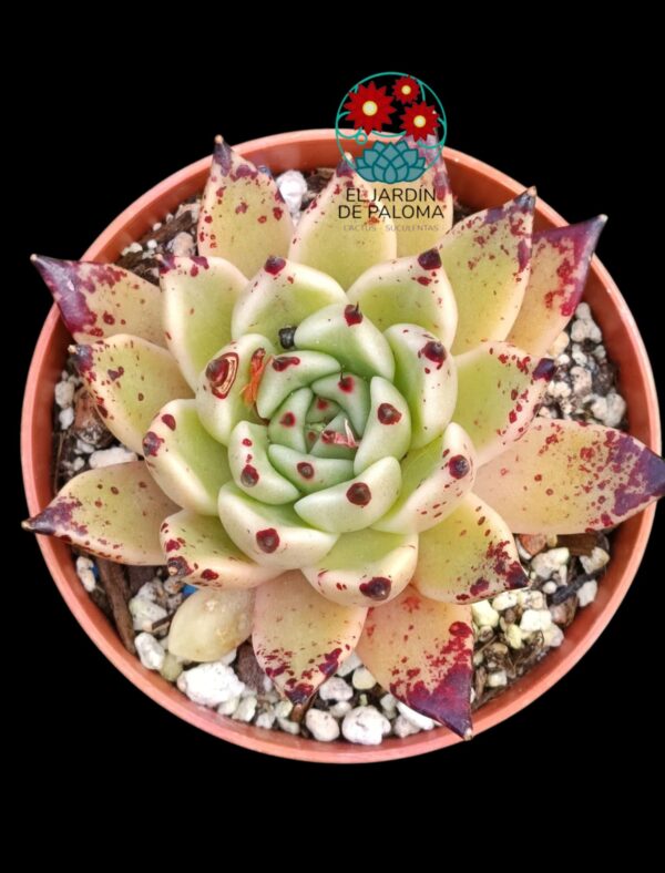 Echeveria "Ebony x cuspidata"