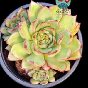 Echeveria Agavoides "Christmas" bouquet