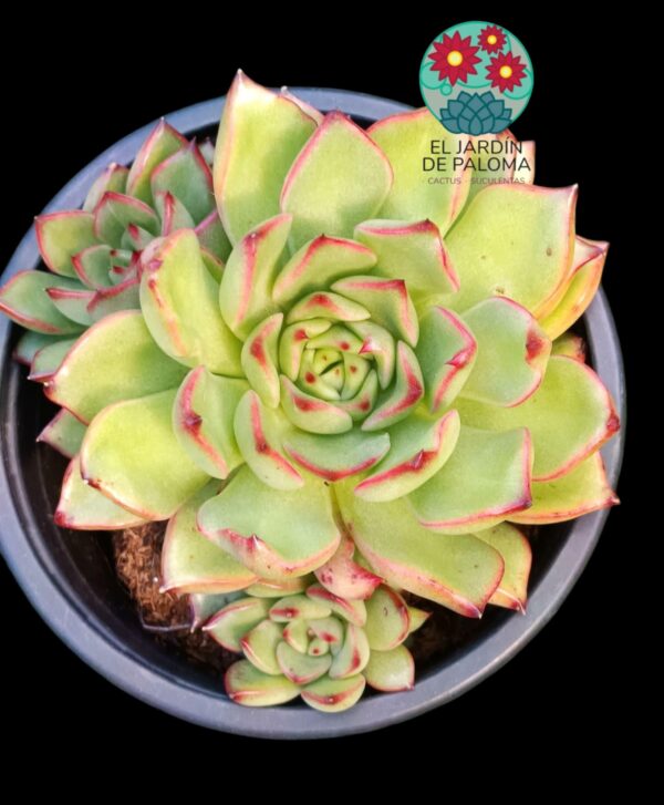 Echeveria Agavoides "Christmas" bouquet