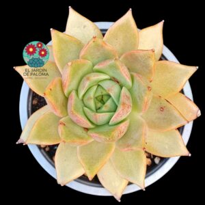 Echeveria Marpin
