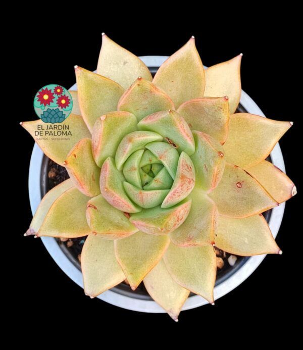 Echeveria Marpin
